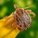 arachnid-bloodsucker-bug-45850
